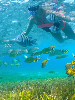 Snorkeling & Cenotes